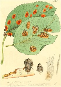Coloured Figures of English Fungi or Mushrooms - t. 410