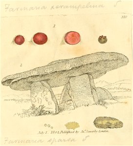 Coloured Figures of English Fungi or Mushrooms - t. 380