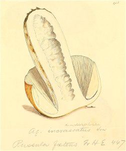Coloured Figures of English Fungi or Mushrooms - t. 415
