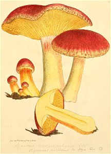 Coloured Figures of English Fungi or Mushrooms - t. 31