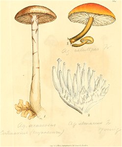 Coloured Figures of English Fungi or Mushrooms - t. 384