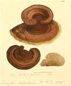 Coloured Figures of English Fungi or Mushrooms - t. 418
