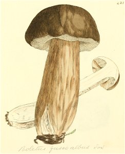 Coloured Figures of English Fungi or Mushrooms - t. 421