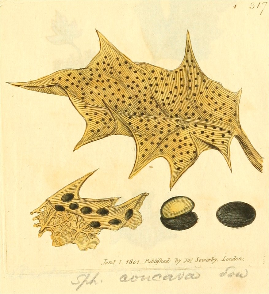 Coloured Figures of English Fungi or Mushrooms - t. 317