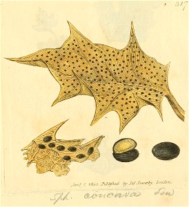 Coloured Figures of English Fungi or Mushrooms - t. 317