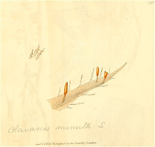 Coloured Figures of English Fungi or Mushrooms - t. 391