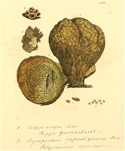 Coloured Figures of English Fungi or Mushrooms - t. 425