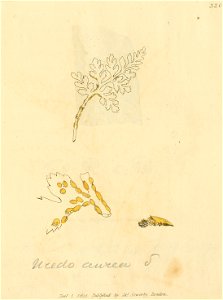 Coloured Figures of English Fungi or Mushrooms - t. 320