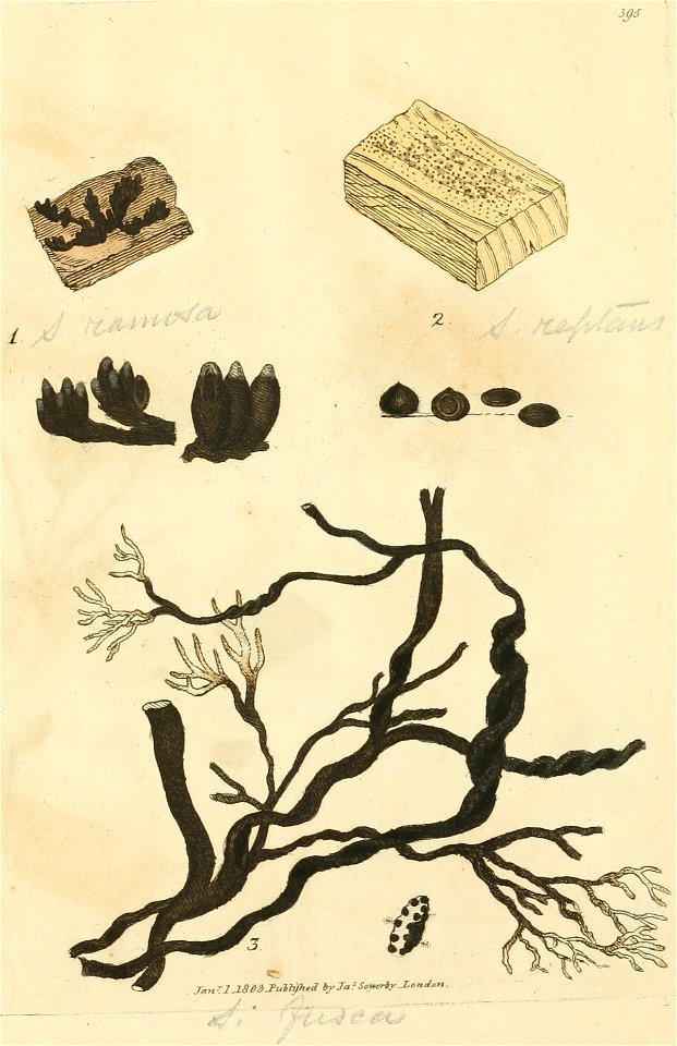 Coloured Figures of English Fungi or Mushrooms - t. 395