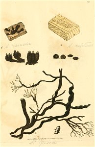 Coloured Figures of English Fungi or Mushrooms - t. 395