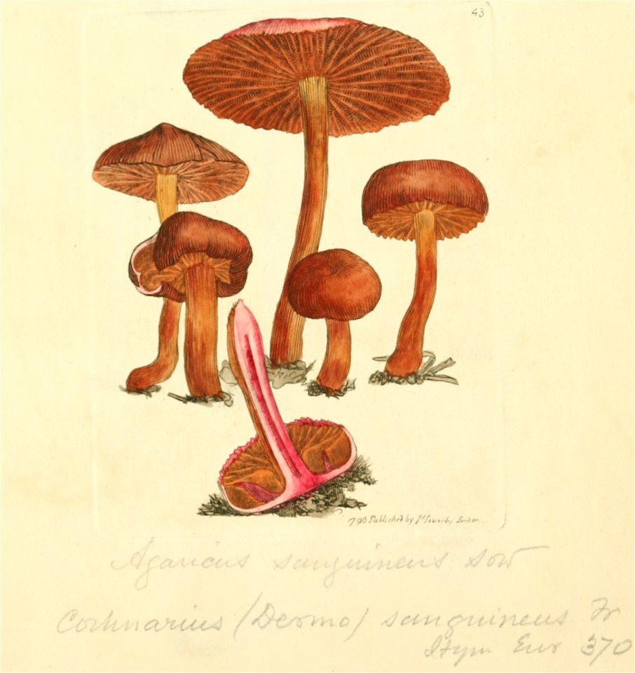 Coloured Figures of English Fungi or Mushrooms - t. 43