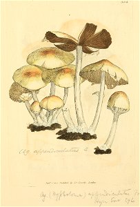 Coloured Figures of English Fungi or Mushrooms - t. 324