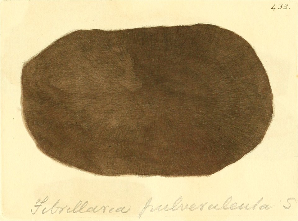 Coloured Figures of English Fungi or Mushrooms - t. 433