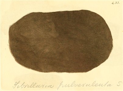 Coloured Figures of English Fungi or Mushrooms - t. 433