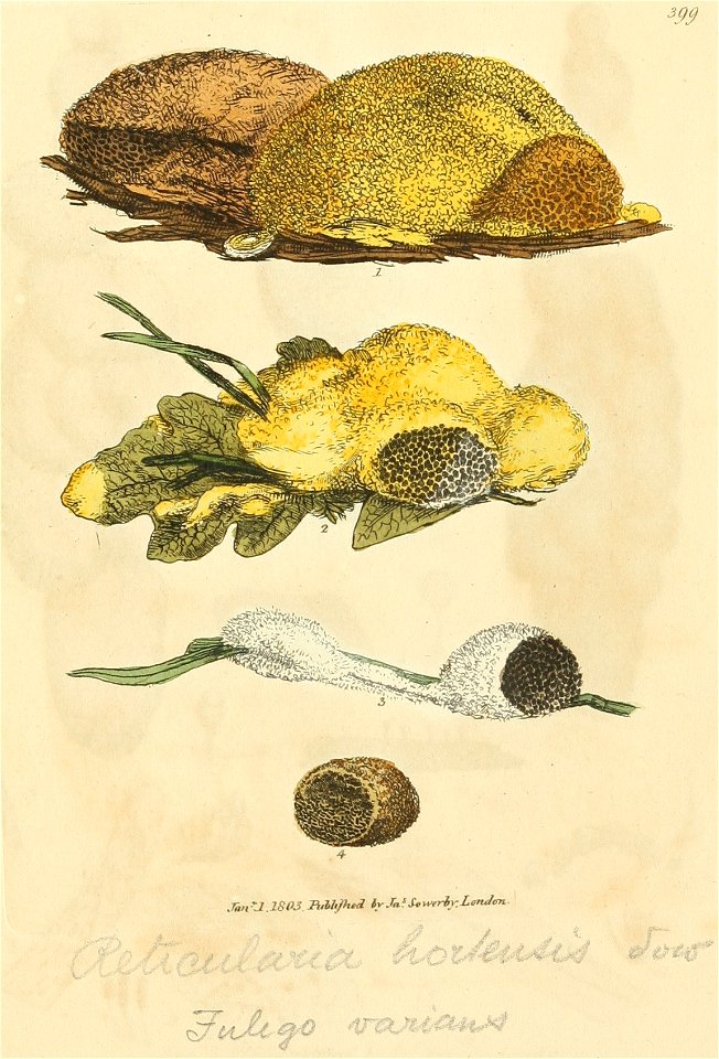 Coloured Figures of English Fungi or Mushrooms - t. 399