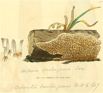 Coloured Figures of English Fungi or Mushrooms - t. 328