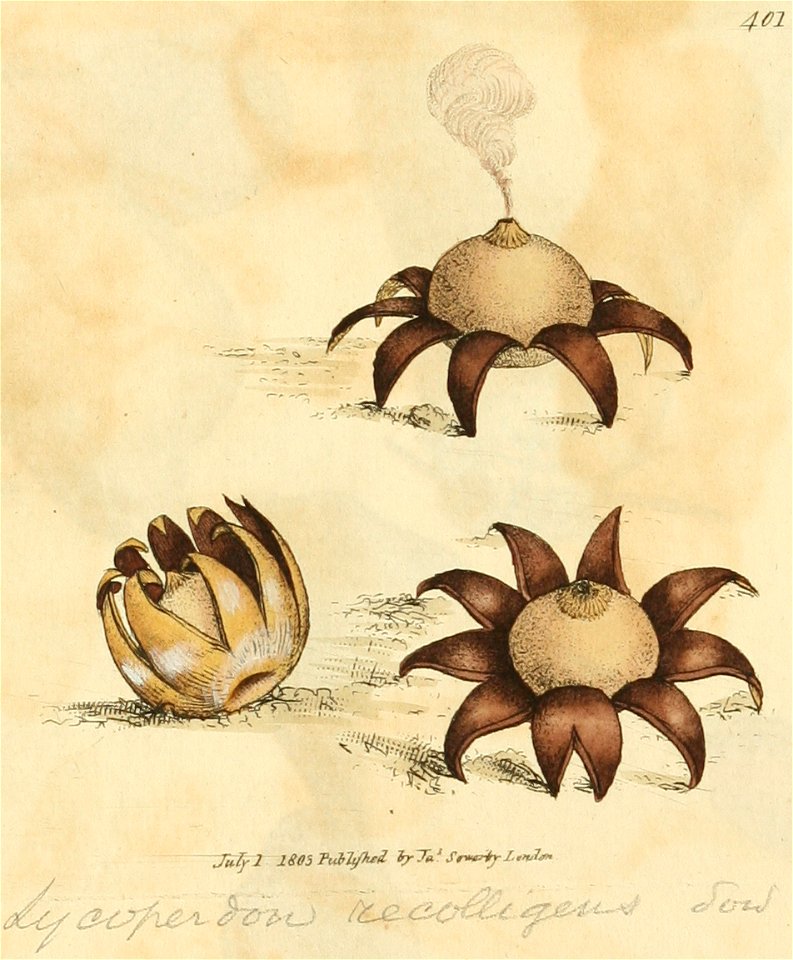 Coloured Figures of English Fungi or Mushrooms - t. 401