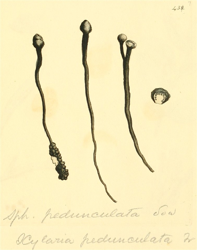 Coloured Figures of English Fungi or Mushrooms - t. 438