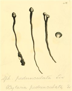 Coloured Figures of English Fungi or Mushrooms - t. 438