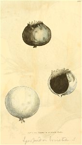 Coloured Figures of English Fungi or Mushrooms - t. 331