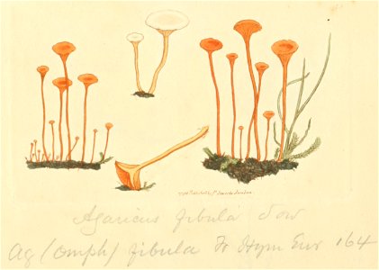 Coloured Figures of English Fungi or Mushrooms - t. 45