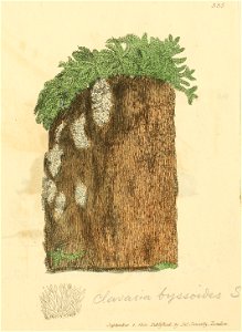 Coloured Figures of English Fungi or Mushrooms - t. 335