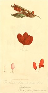 Coloured Figures of English Fungi or Mushrooms - t. 49