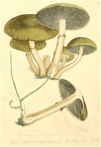 Coloured Figures of English Fungi or Mushrooms - t. 41