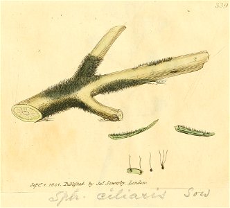 Coloured Figures of English Fungi or Mushrooms - t. 339