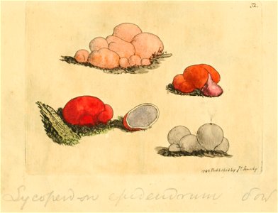 Coloured Figures of English Fungi or Mushrooms - t. 52