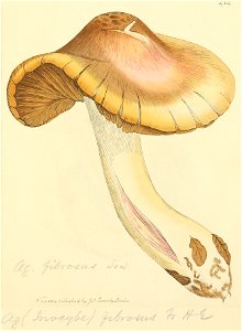 Coloured Figures of English Fungi or Mushrooms - t. 414