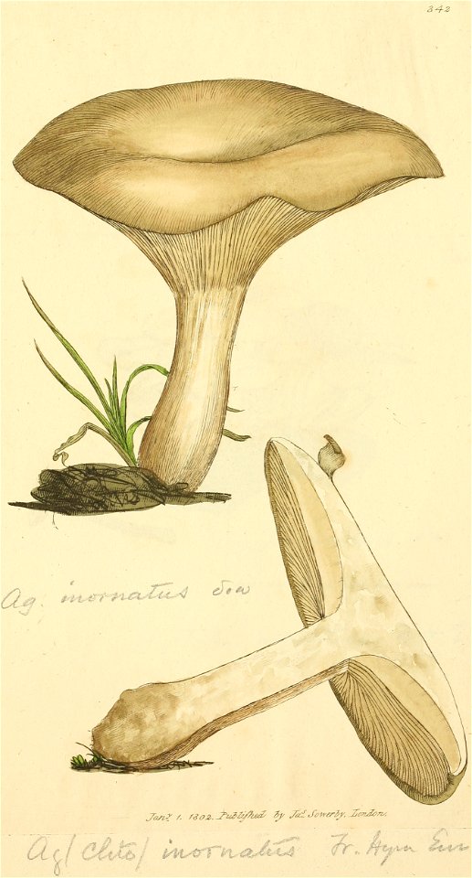 Coloured Figures of English Fungi or Mushrooms - t. 342