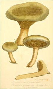 Coloured Figures of English Fungi or Mushrooms - t. 56