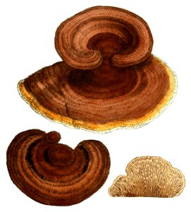 Coloured Figures of English Fungi or Mushrooms - t. 418 crop