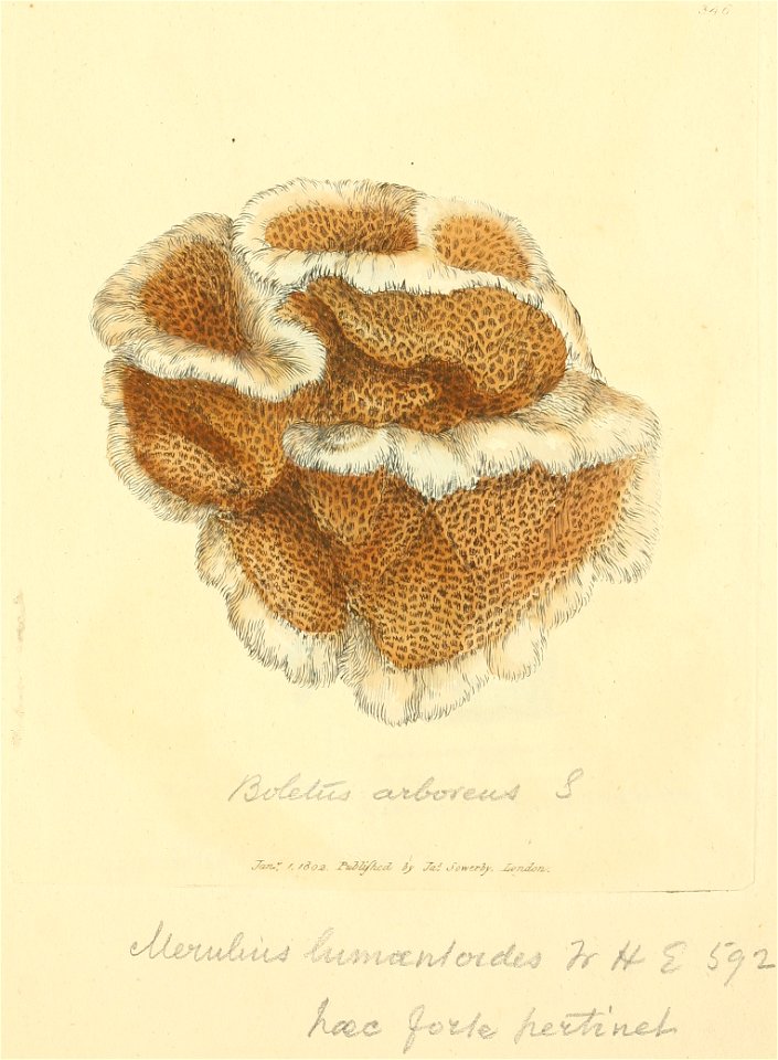 Coloured Figures of English Fungi or Mushrooms - t. 346