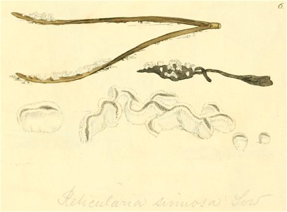 Coloured Figures of English Fungi or Mushrooms - t. 6