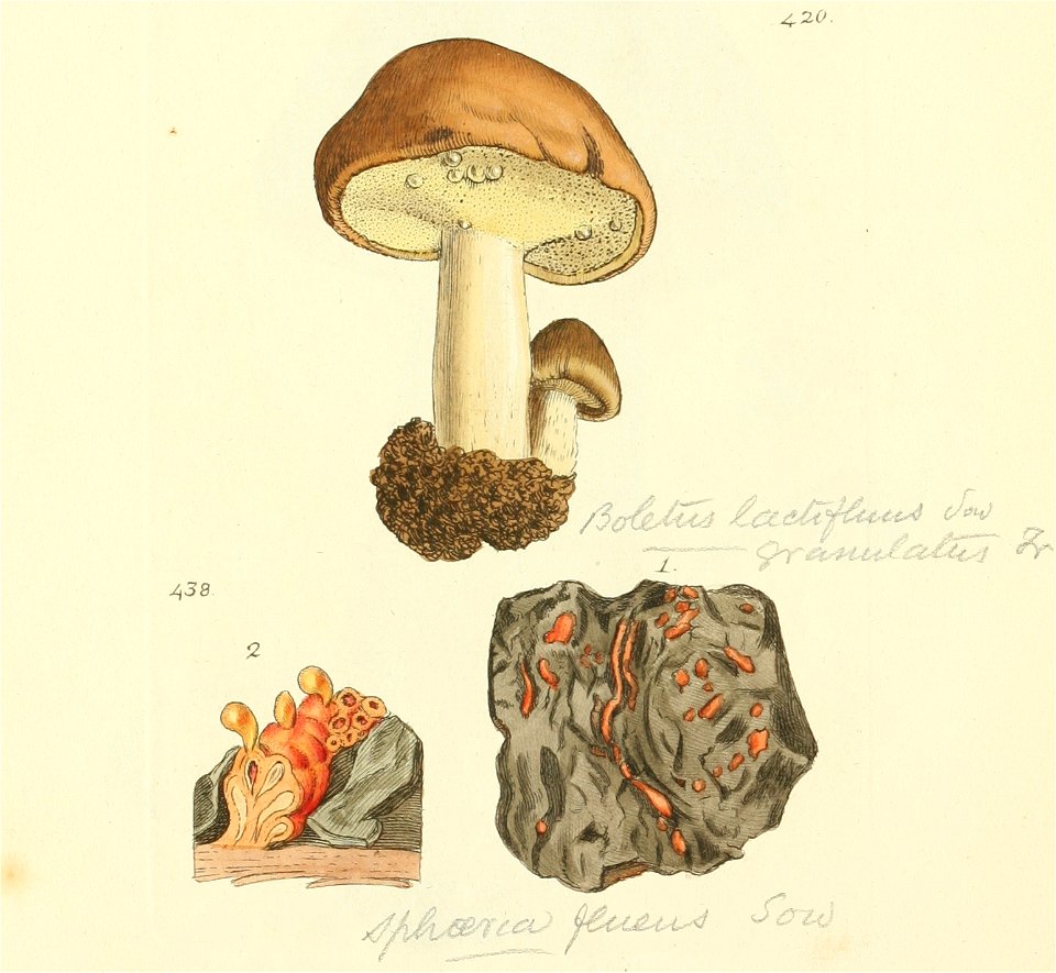 Coloured Figures of English Fungi or Mushrooms - t. 420