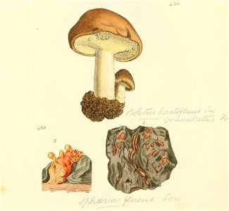 Coloured Figures of English Fungi or Mushrooms - t. 420