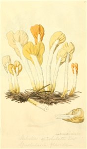 Coloured Figures of English Fungi or Mushrooms - t. 35