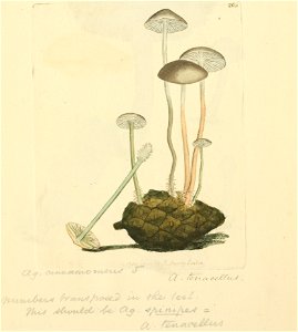 Coloured Figures of English Fungi or Mushrooms - t. 205