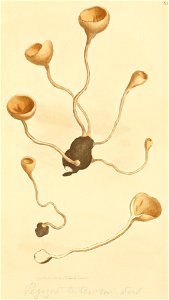 Coloured Figures of English Fungi or Mushrooms - t. 63