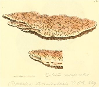 Coloured Figures of English Fungi or Mushrooms - t. 424