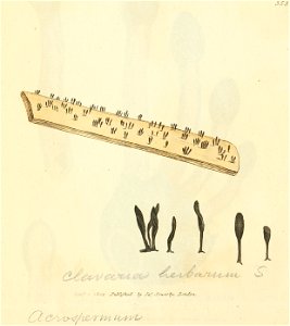 Coloured Figures of English Fungi or Mushrooms - t. 353