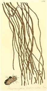 Coloured Figures of English Fungi or Mushrooms - t. 429
