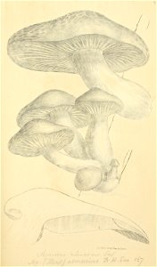 Coloured Figures of English Fungi or Mushrooms - t. 67