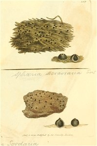 Coloured Figures of English Fungi or Mushrooms - t. 357