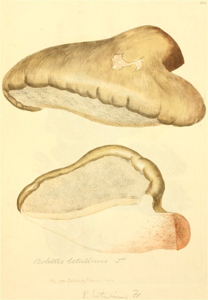 Coloured Figures of English Fungi or Mushrooms - t. 212