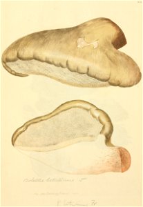 Coloured Figures of English Fungi or Mushrooms - t. 212