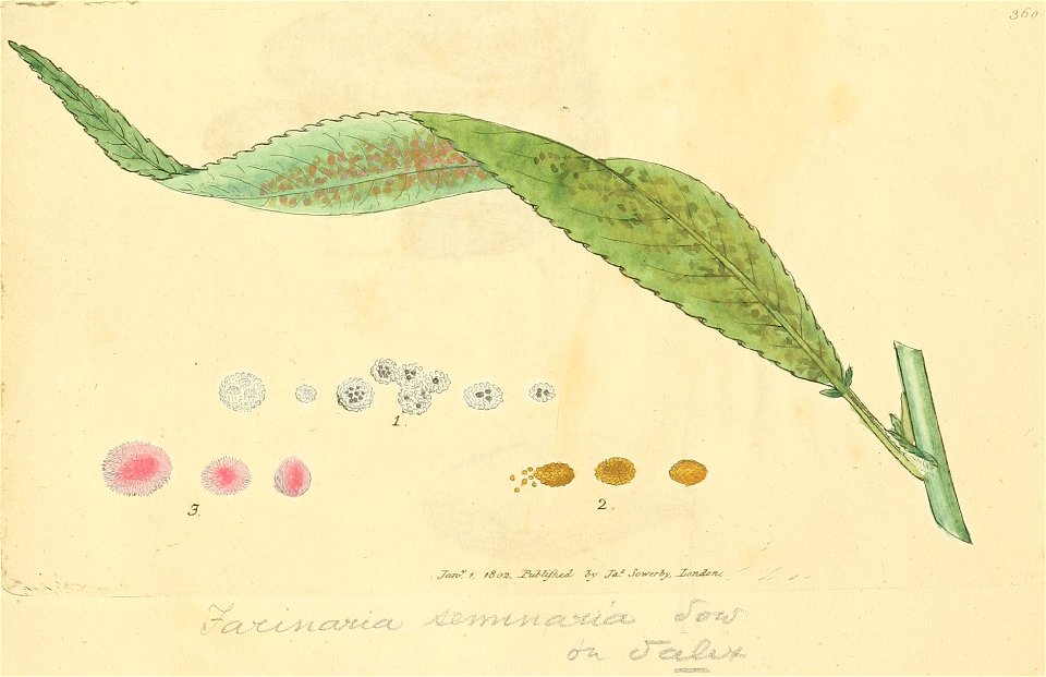 Coloured Figures of English Fungi or Mushrooms - t. 360