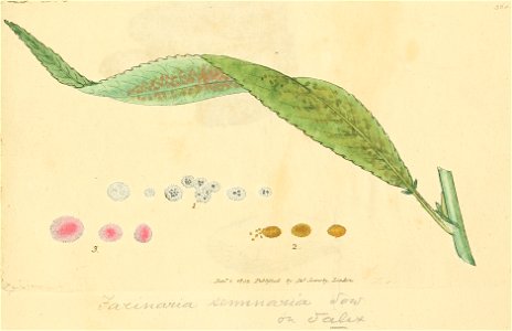 Coloured Figures of English Fungi or Mushrooms - t. 360
